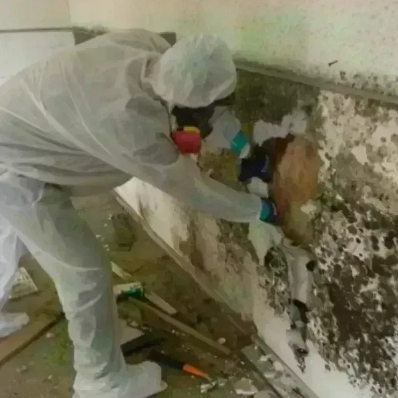 Mold Remediation and Removal in Smyth County, VA